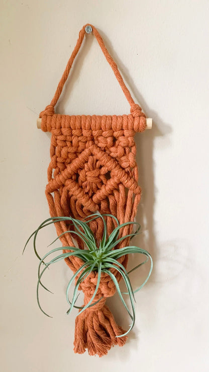 Air Plant Hanger