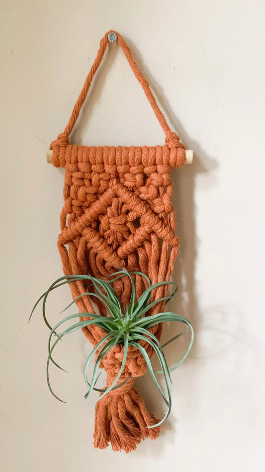 Air Plant Hanger