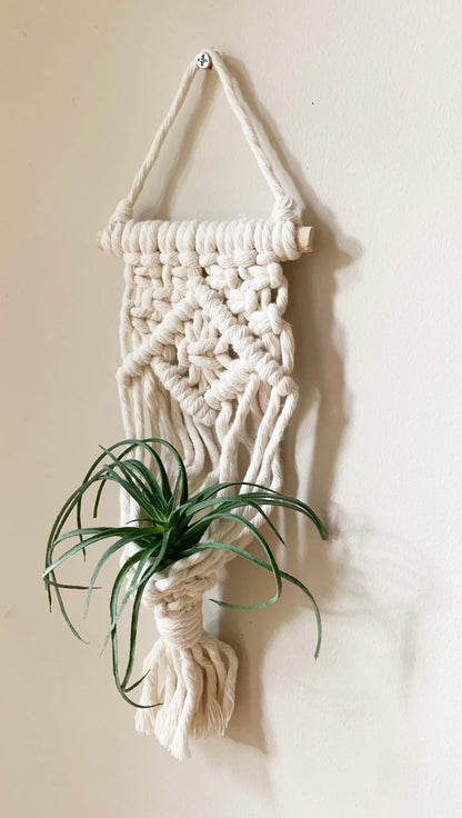 Air Plant Hanger